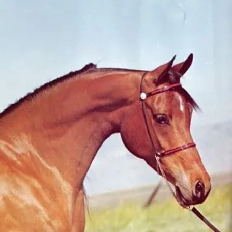 Gai Apache Vienna