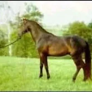 Mr. Majestic