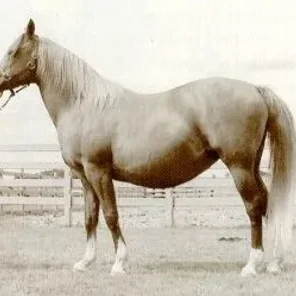 SILFRETTA