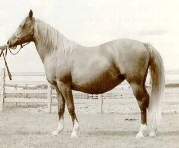 SILFRETTA