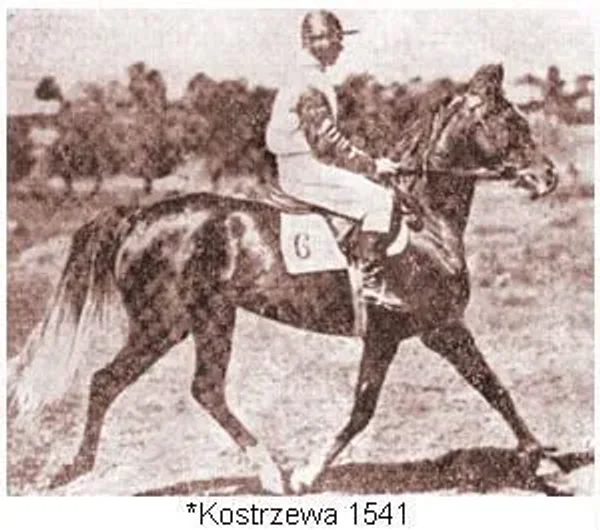 Kostrzewa