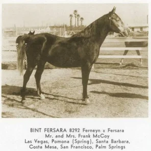 BINT FERSARA