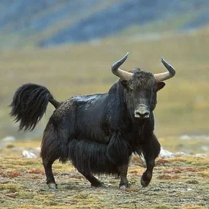 Yak