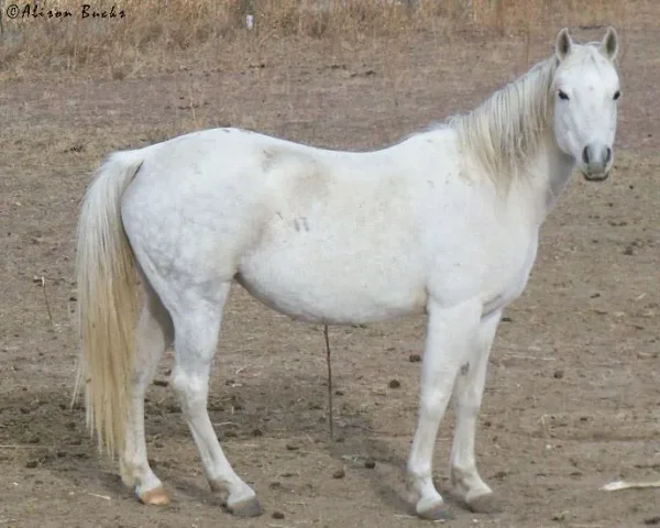 Jewel Of Naborr