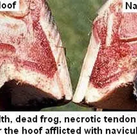 Vesicular stomatitis is an acute viral vesicular disease of cattle, horses, deer and pigs (and occasionally humans).