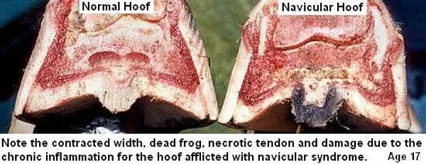 Vesicular stomatitis is an acute viral vesicular disease of cattle, horses, deer and pigs (and occasionally humans).