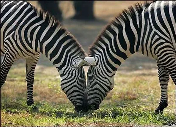 The Zany Zebroid