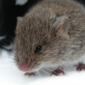 Animals in Winter We Domesticate