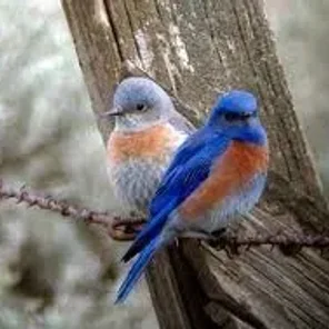 The Best Pet Bird Food