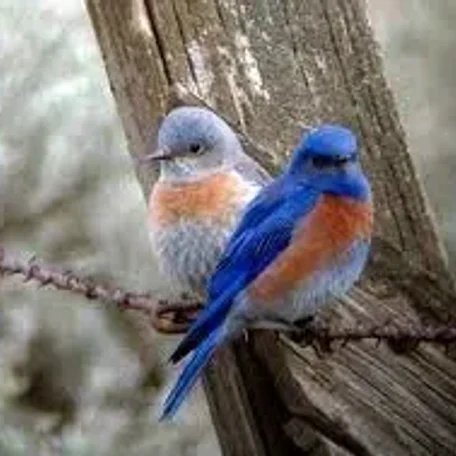 Variations of Bird Feed - what, when, how much, why...