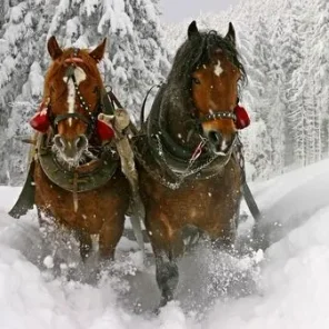 Animals in Winter We Domesticate