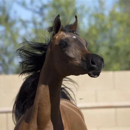 EXOTIIK EMIR RKA [AL MALIIK X FANTASY M] 2014