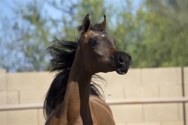 EXOTIIK EMIR RKA [AL MALIIK X FANTASY M] 2014
