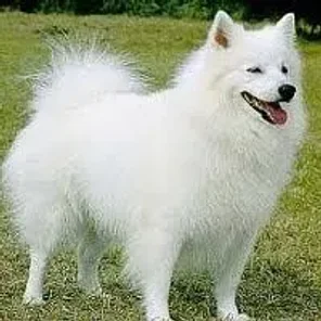 American Eskimo