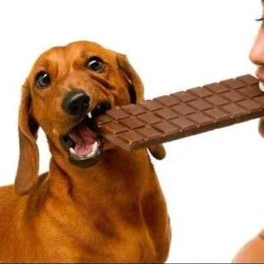 Keep pets safe on Easter: Hide the chocolate and count your eggs