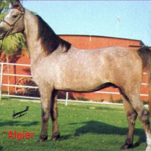 *ALGIER