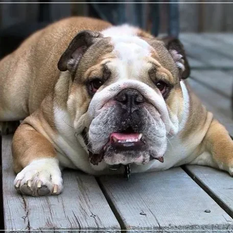 If you have always longed to have a canine pet and have not been able to do so because of lack of time, then think again. There are a few Low Maintenance Dog Breeds.