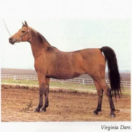 Virginia Dare