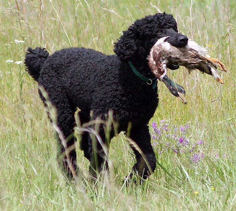 Poodle - # 7 Favorite Breed