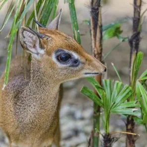 11 Delightful Facts About the Dik-Dik