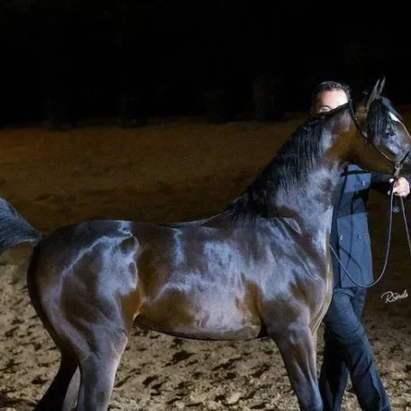 Pitonisa AS (Ever After NA x Psyches Amber Dream by Padrons Psyche)