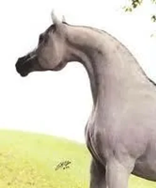 Dakar El Jamaal