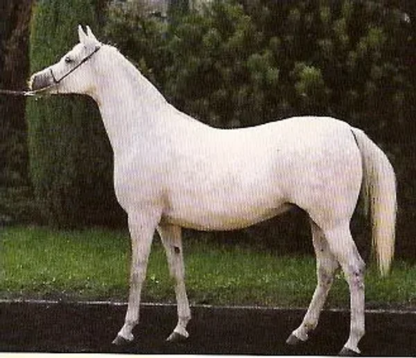 Ernestyna