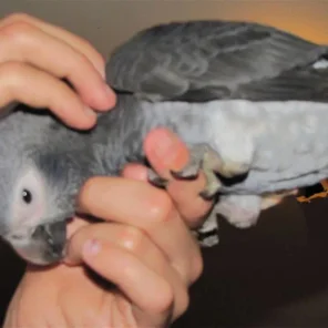 Peep Peep