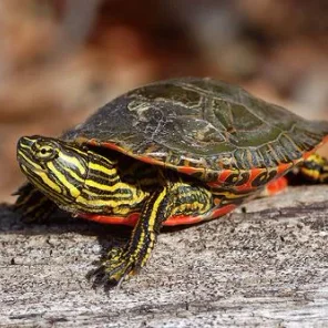 Turtle