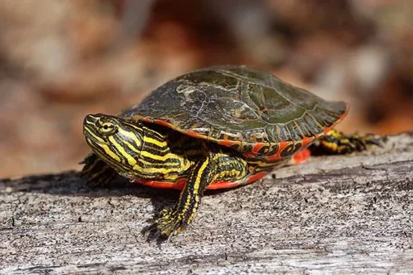 Turtle