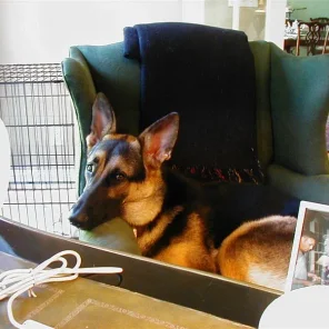 My sweet friend Sans Souci (Sau-Sau) whom I miss every day. Please reincarnate and come back to me soon!