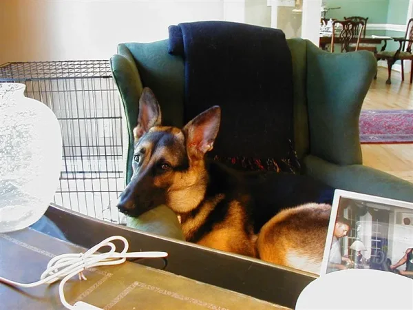 My sweet friend Sans Souci (Sau-Sau) whom I miss every day. Please reincarnate and come back to me soon!