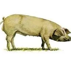 Norwegian Landrace