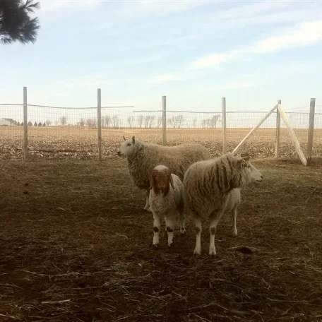First generation Awassi ewe next to surrogated mother.