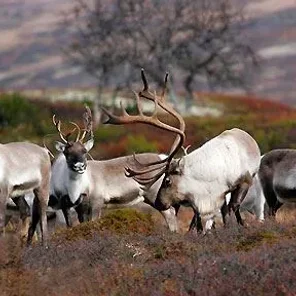 Reindeer