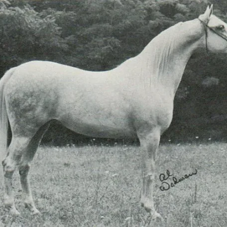 CEDARDELL CAMEO++ (Cedardel Heritage x Silk n Satin by Handeyraff) ~ 1970 US Top Ten Mare