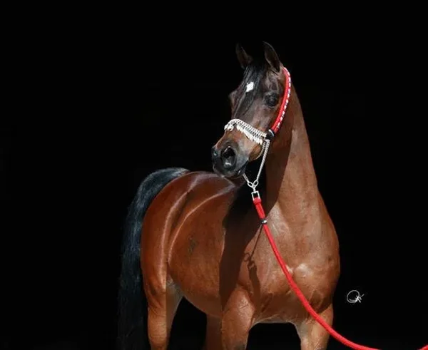 Ansata Samarra