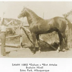 SAMH