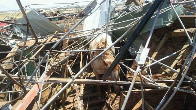 Miracle Horses Survive Oklahoma Twister