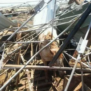 Miracle Horses Survive Oklahoma Twister