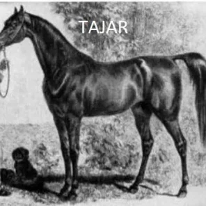 Tajar