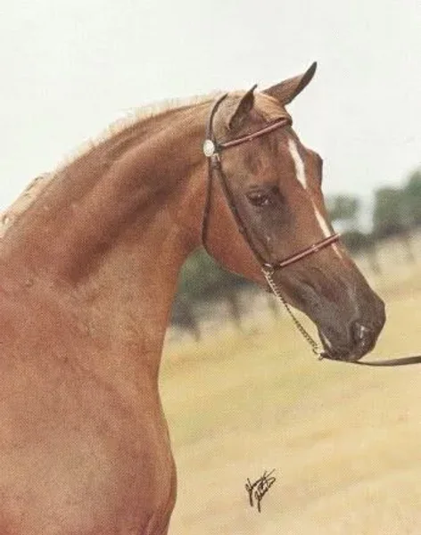 HOYEDA