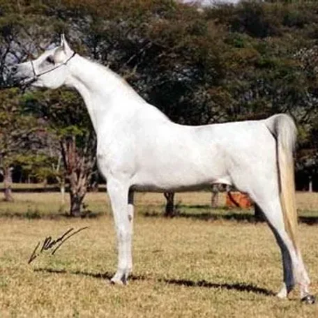 VAN EL ROSE Unanimous National Champion Senior Mare