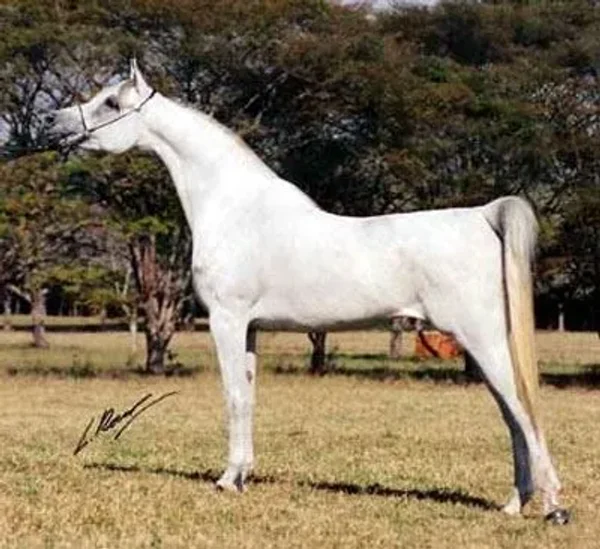 VAN EL ROSE