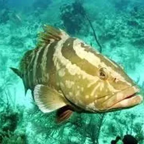 Bass and Groupers