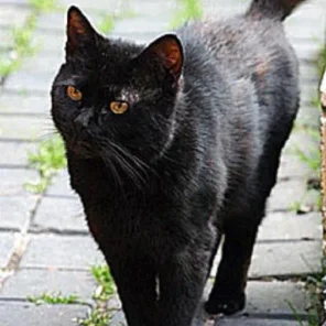 The Richest Pets In The World