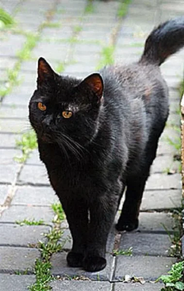 You will find it hard to believe that there are a good number of animals that are depressingly better off than you and half of the world’s population will ever be. Here’s a look at ten of the world’s richest pets