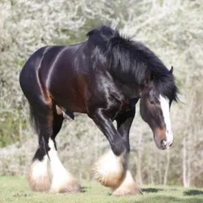 Shire stallion who saved mare’s life named animal hero of the year