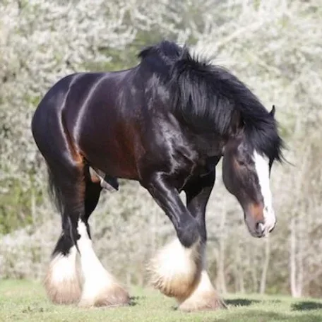 Shire stallion who saved mare’s life named animal hero of the year