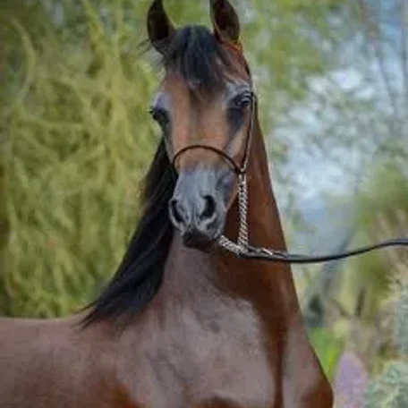 Soul Of Marwan AS
(Marwan Al Shaqab x RD Chall's Angel by Magnum Chall HVP)